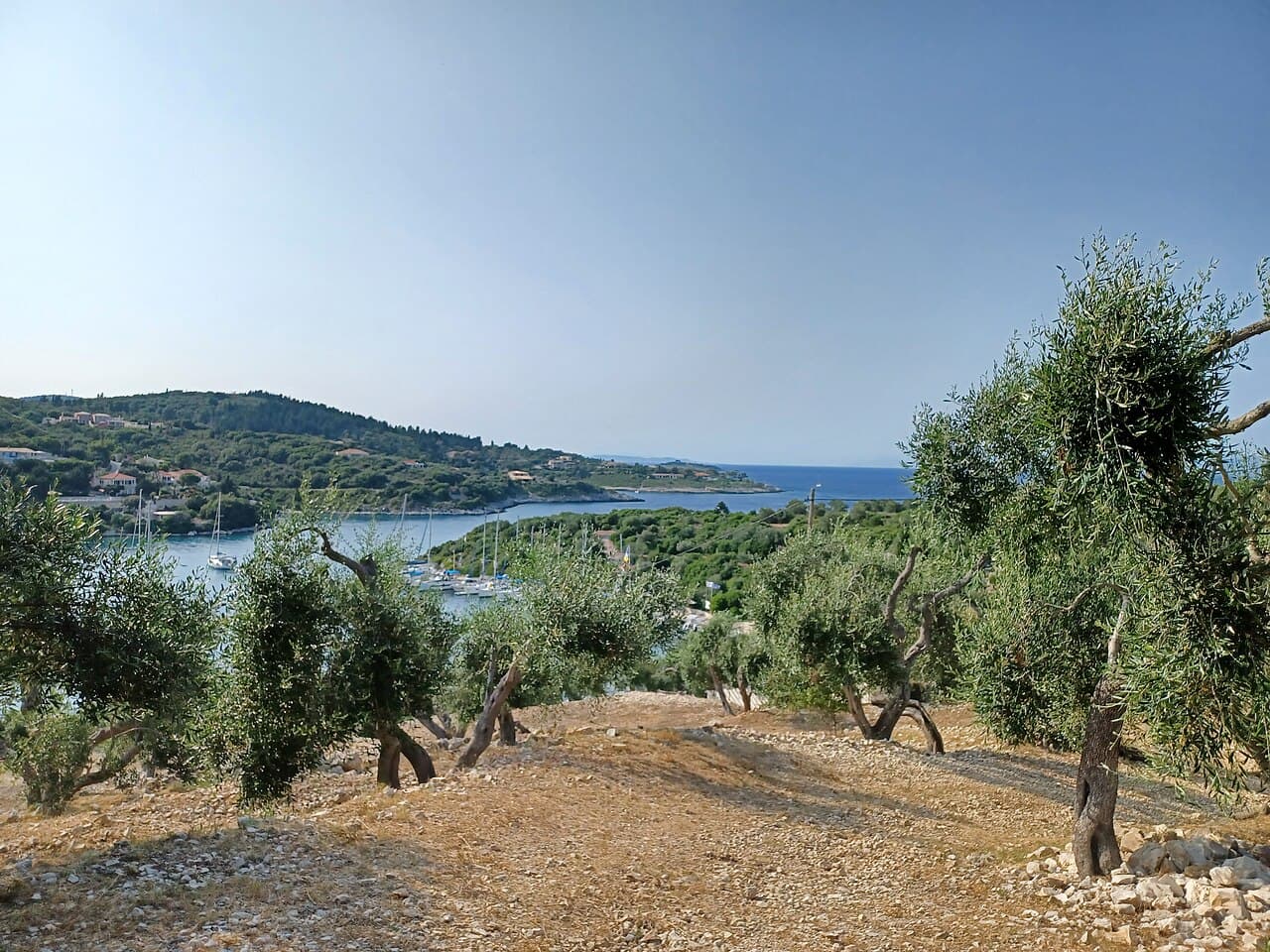 Zeytinlik ve arazi